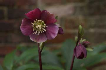 Helleborus purpurascens bestellen